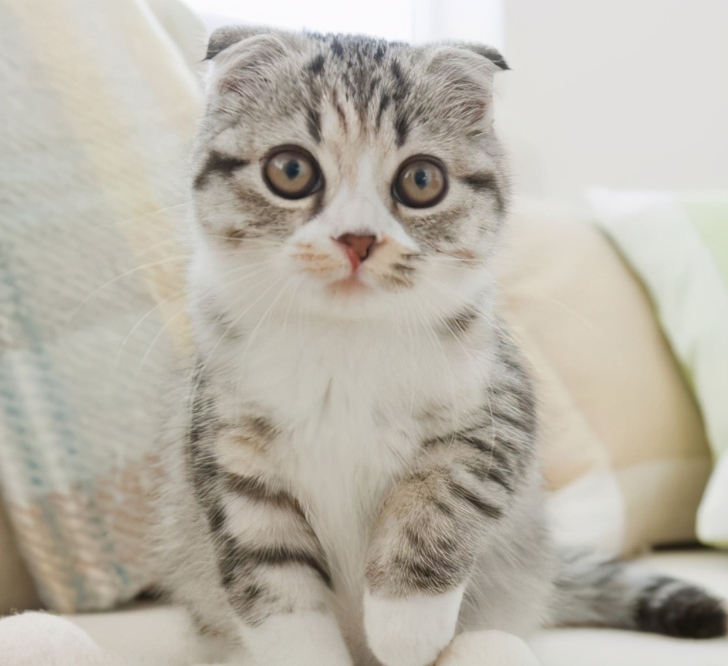 养猫不要养这7种猫,养猫首选这8种猫不仅便宜还好养