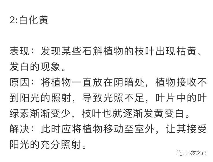 石斛兰叶子黑尖,石斛兰的茎杆子黄了怎么办