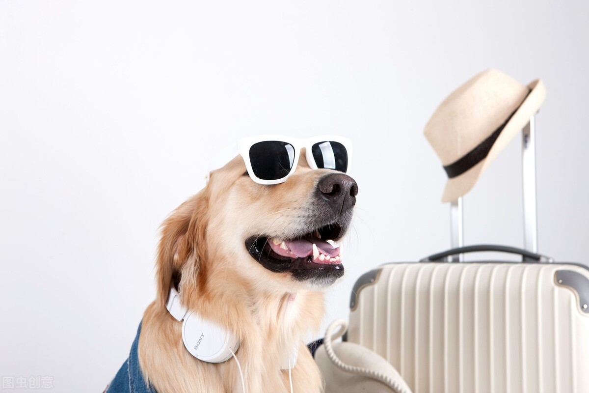 如何选择正确的宠物托运 (宠物托运流程宠物出行必备知识)