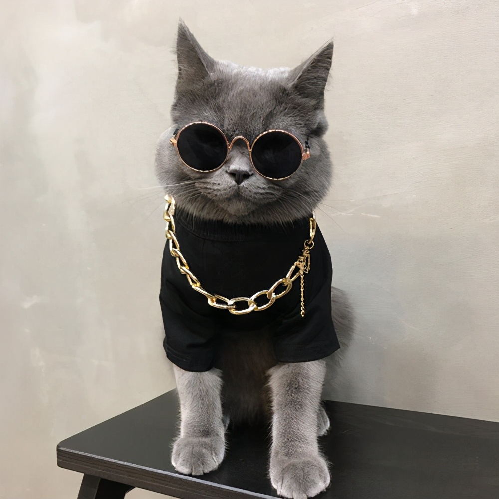 养猫选蓝白还是蓝猫,养猫养英短还是美短好