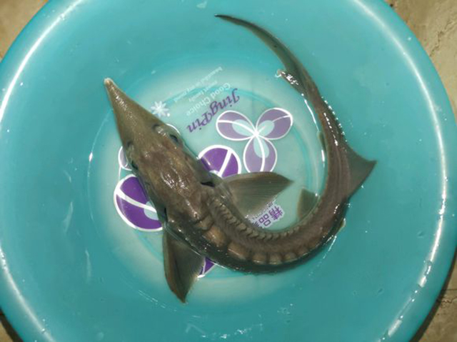 鳡鱼贵吗,现在鳡鱼多少价