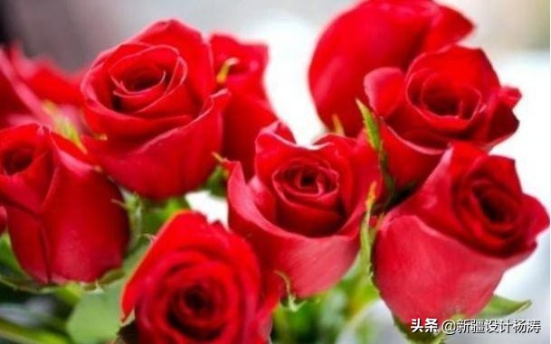 卡罗拉花怎么养殖,卡罗拉怎么养开花