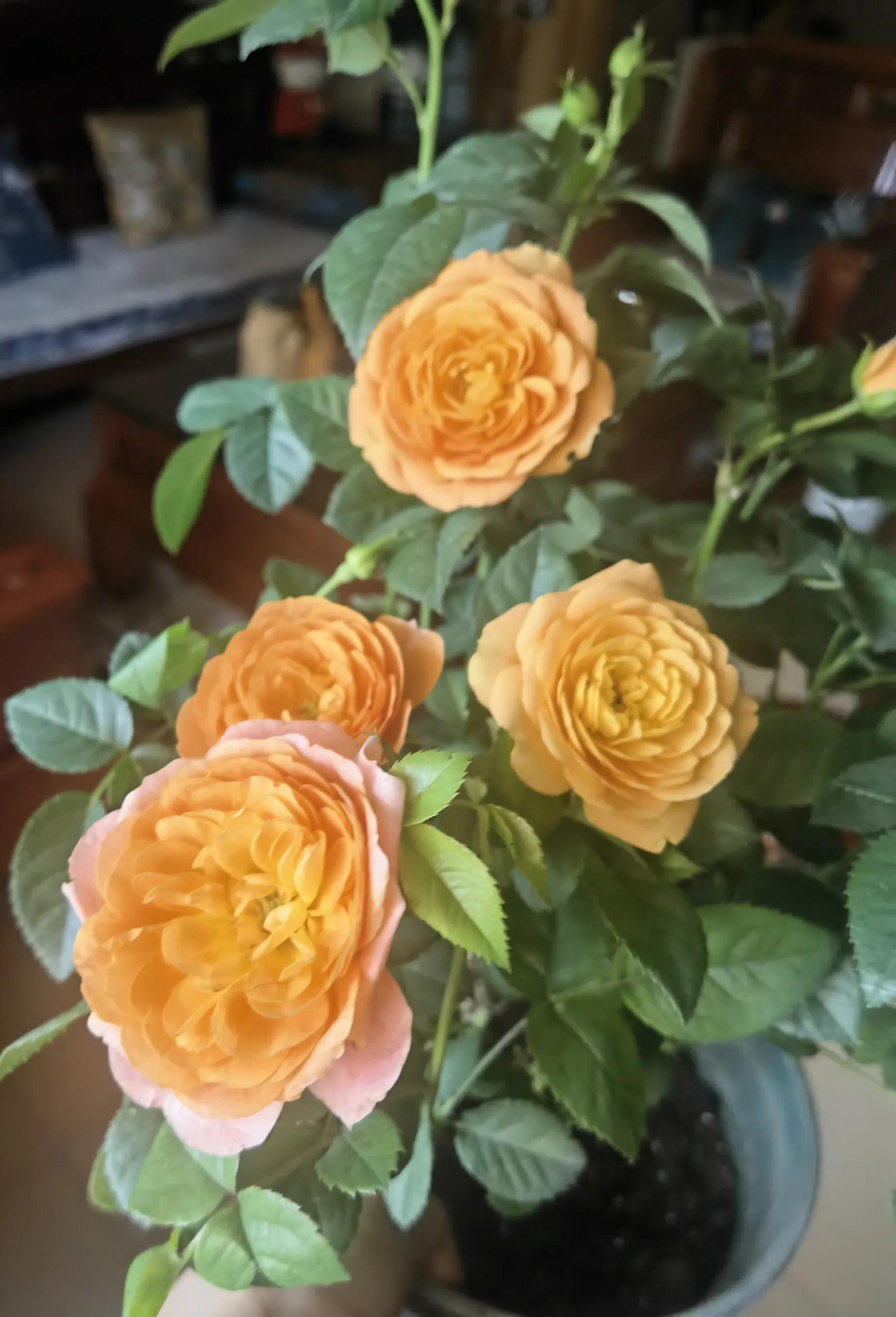 月季怎么买靠谱,月季开箱