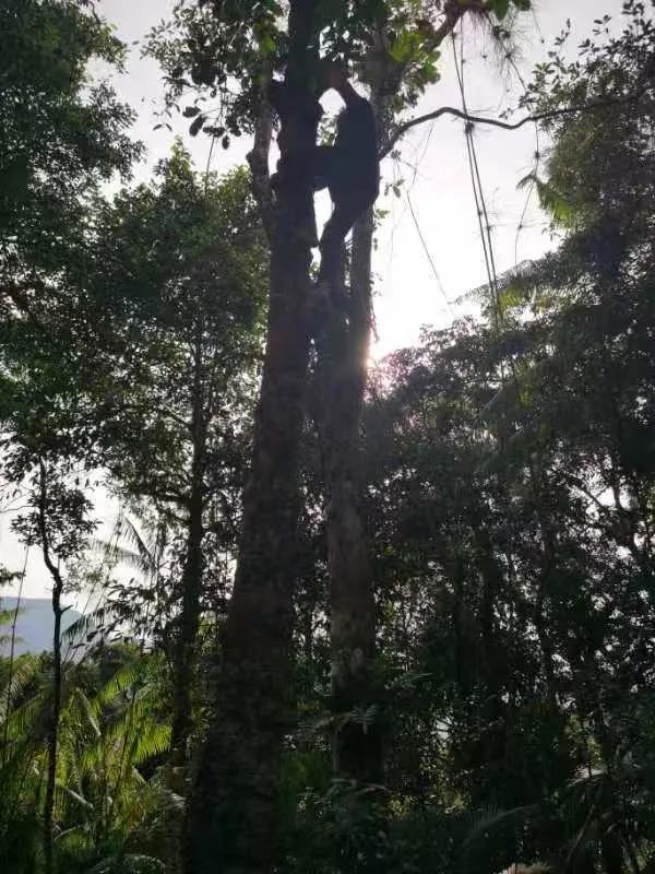 星月五指山料和毛感料区别,海南毛感星月介绍