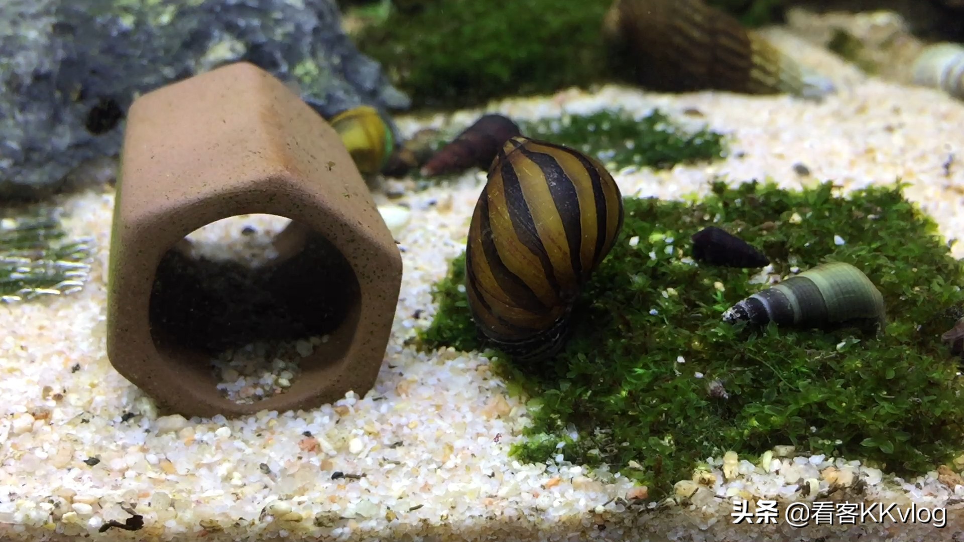 观赏螺除藻排行榜,鱼缸哪种螺除藻最好