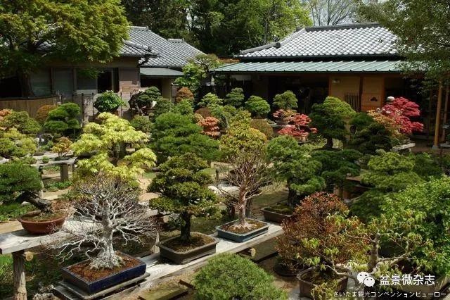 开盆景园是否赚钱,开一个盆景店赚钱吗现在