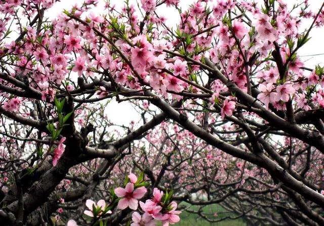 桃木为什么能辟邪的传说,桃木为什么能辟邪背后的原因