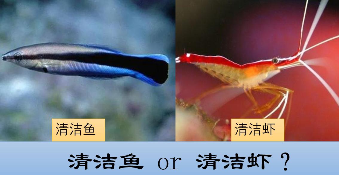 养殖石斑鱼怎么活杀,石斑鱼养殖的杀虫药有哪些