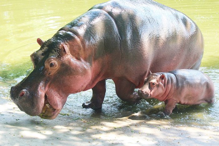 长隆飞鸟乐园湿地精灵,长隆飞鸟公园一日游攻略