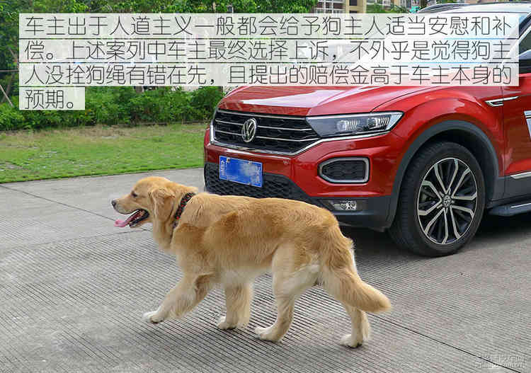 避之唯恐不及车撞死狗后该如何处理？