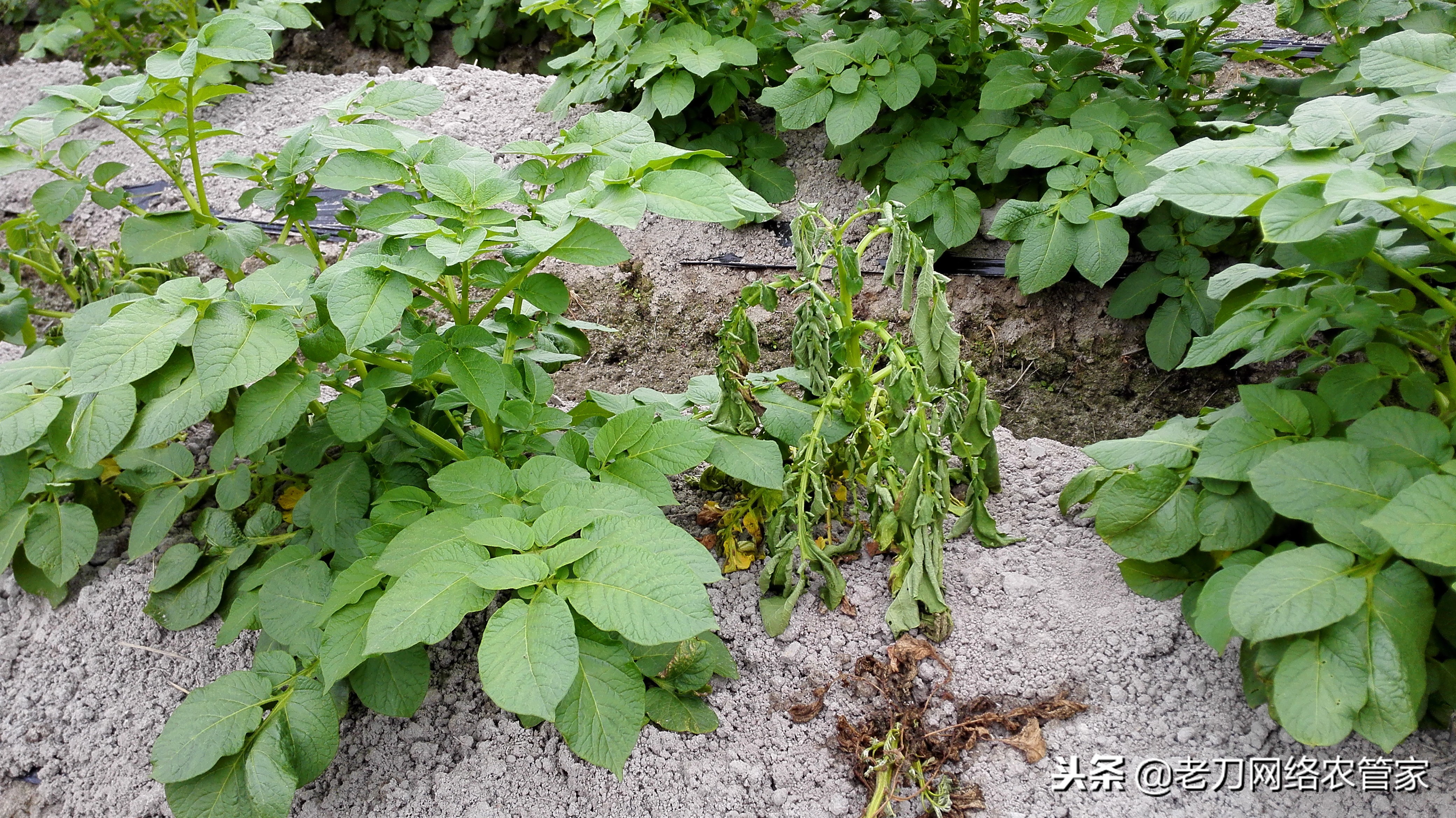 防治马铃薯晚疫病青枯病的特效药,马铃薯枯萎病的原因