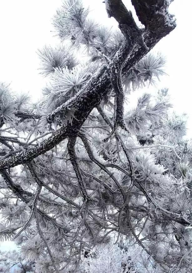 此生必去看一次雾凇太美了,此生必去看一次雾凇简直要美哭了