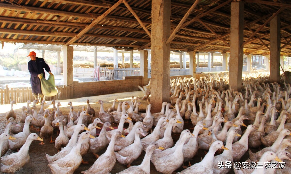 回乡创业养羊之路,返乡创业养鸡好做吗