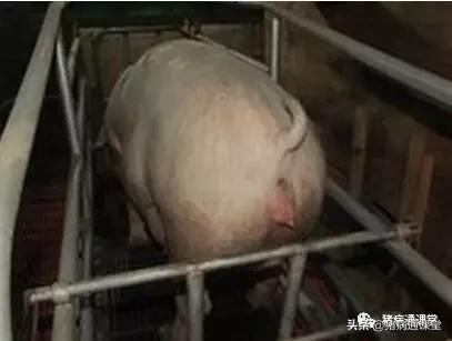 为什么有些母猪生那么久,母猪产程过长超过6个小时