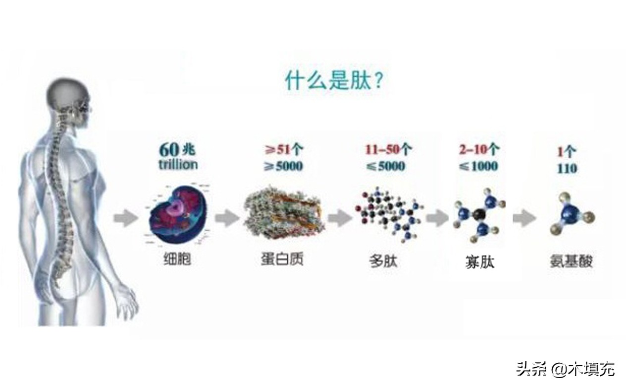 燕窝胶原蛋白肽知识科普,胶原蛋白肽健康科普
