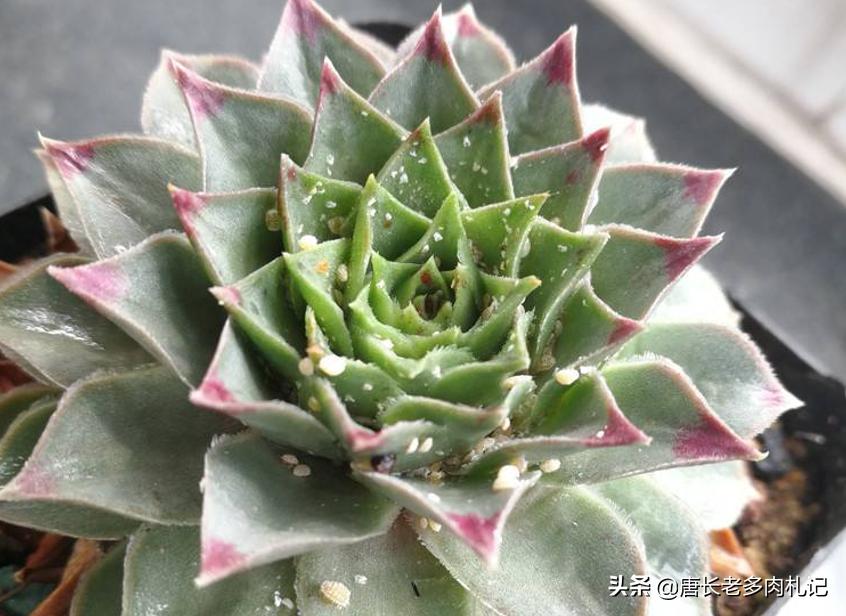 多肉蚜虫蚧壳虫,收到的多肉有蚜虫介壳虫还能种吗