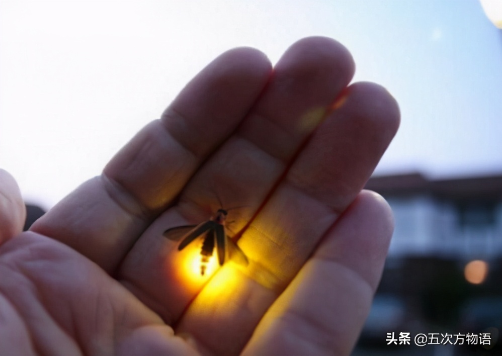 从学习强国的一道题说起，陆地上到底有没有发光植物？