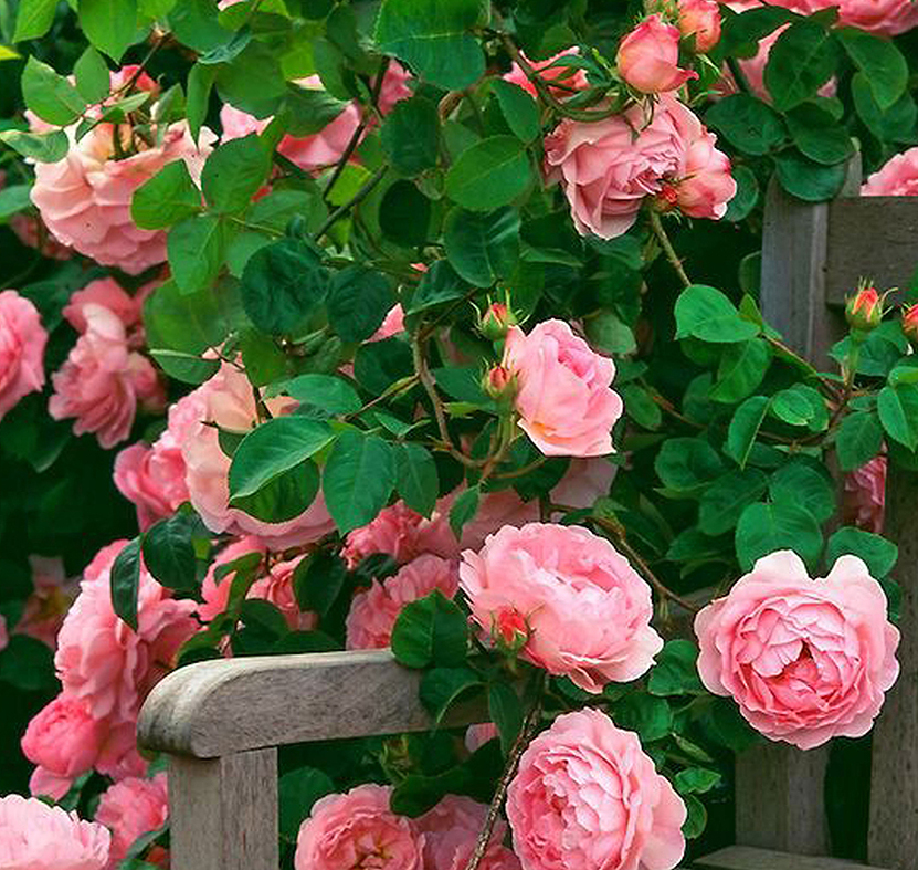 超级盈利项目,超级盈利法则