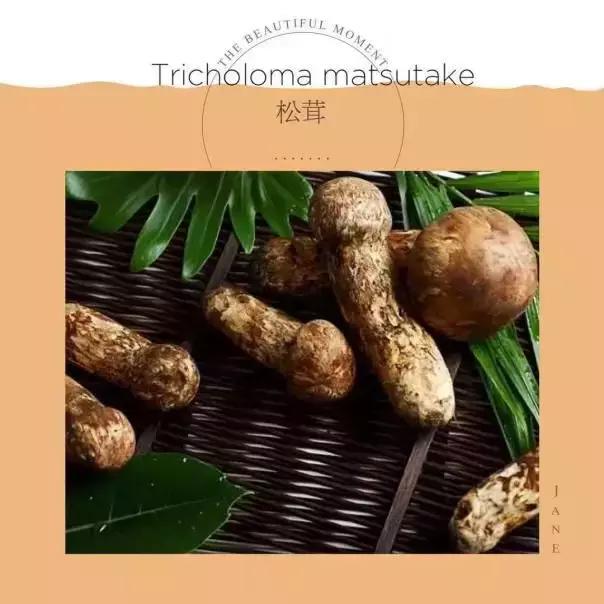 世界上最贵的食物是什么有多贵,马云吃最贵的食物