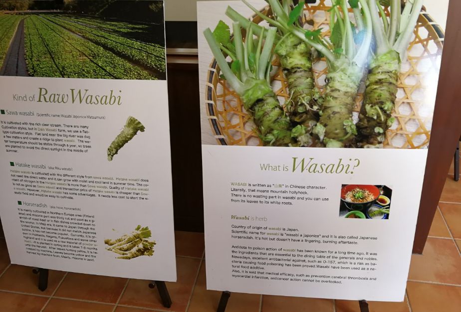 一周狼狈吃了两根山葵的人，终于去了安昙野大王山葵农场