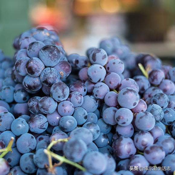 新疆哈密新品种葡萄,新疆新品种葡萄