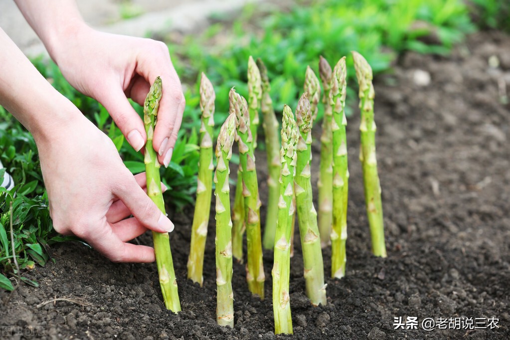 芦笋见大蒜，迟早必落难，芦笋见香菜，神气又豪迈。是啥意思？