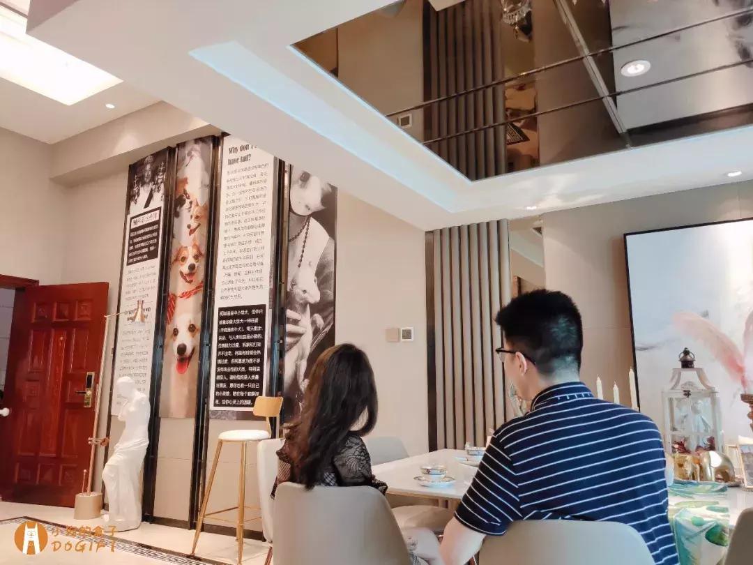 马克深圳最秀狗咖