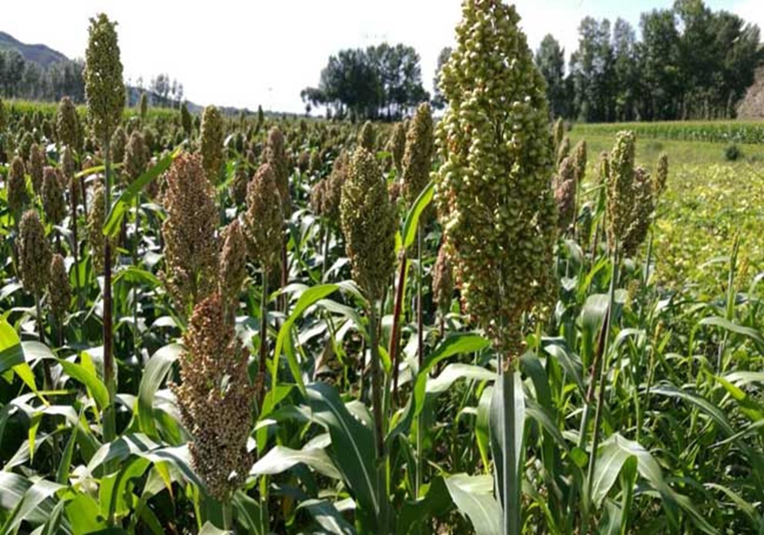 高粱的种植技术要点有哪些,春播高粱比夏播高粱高产吗