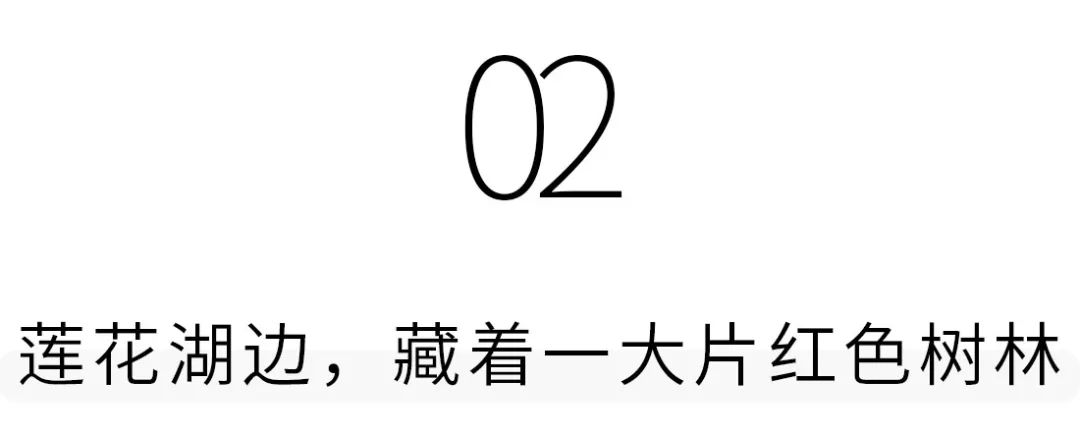 莲花山为啥一夜就火了,莲花山景区