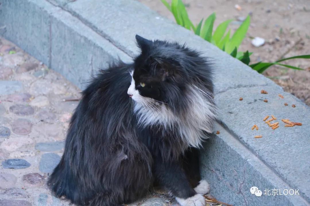 北京小区的早晨,北京小区里的傍晚