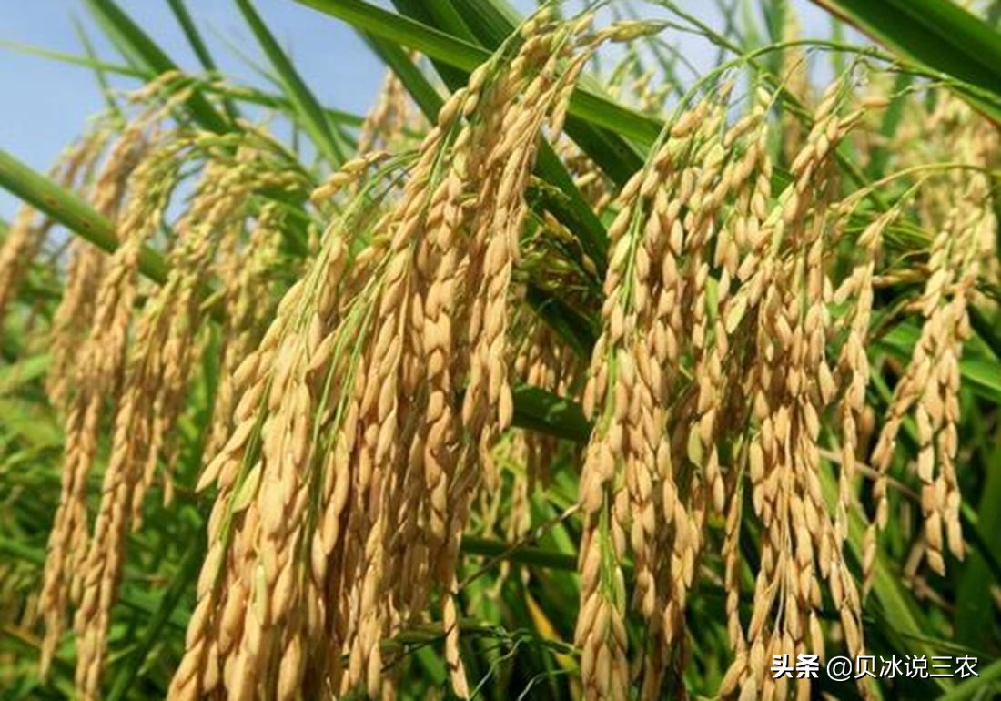 旱稻种植技术每亩用种量,旱稻种植技术和管理方法