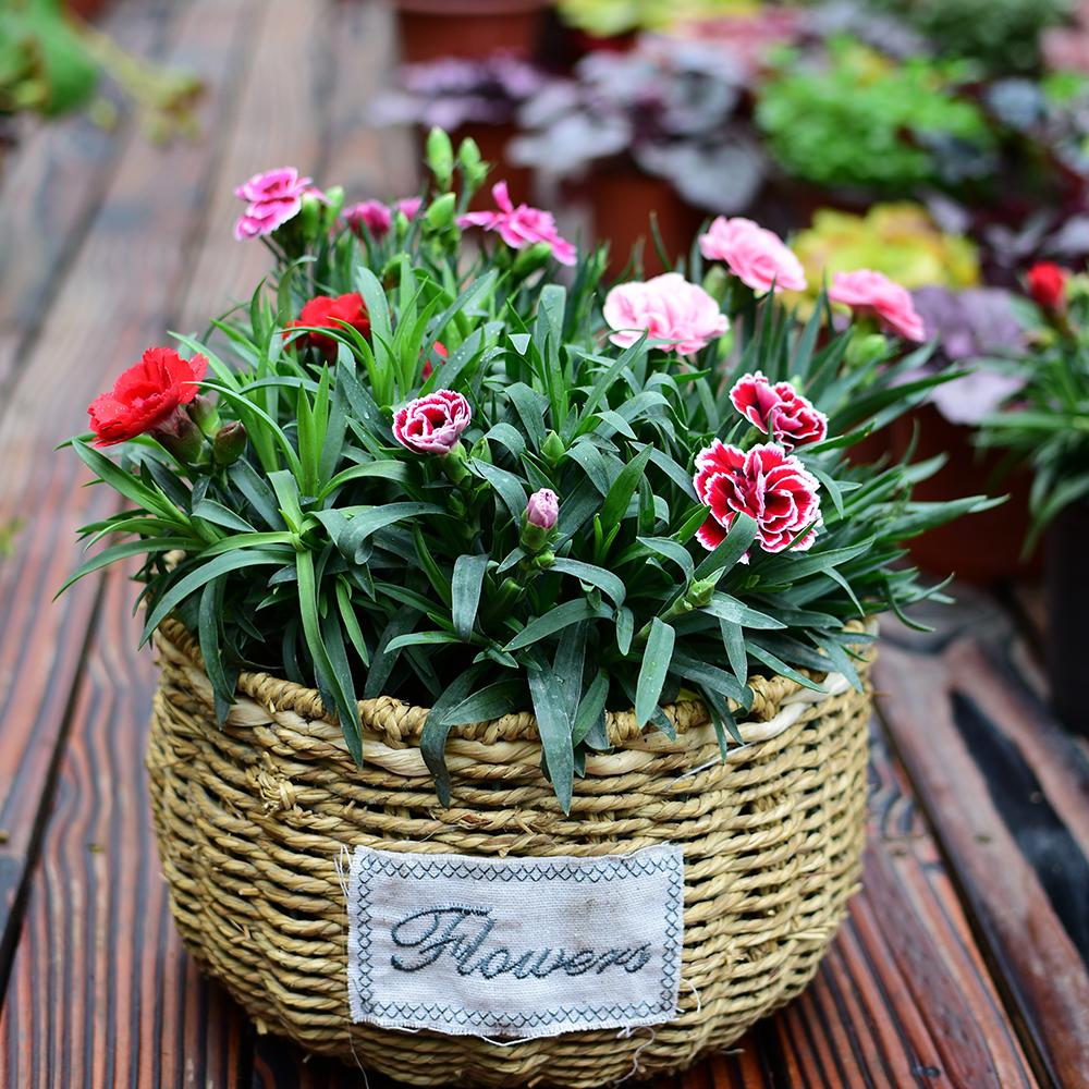 康乃馨是深水养还是浅水养好,盆养百合花怎么养