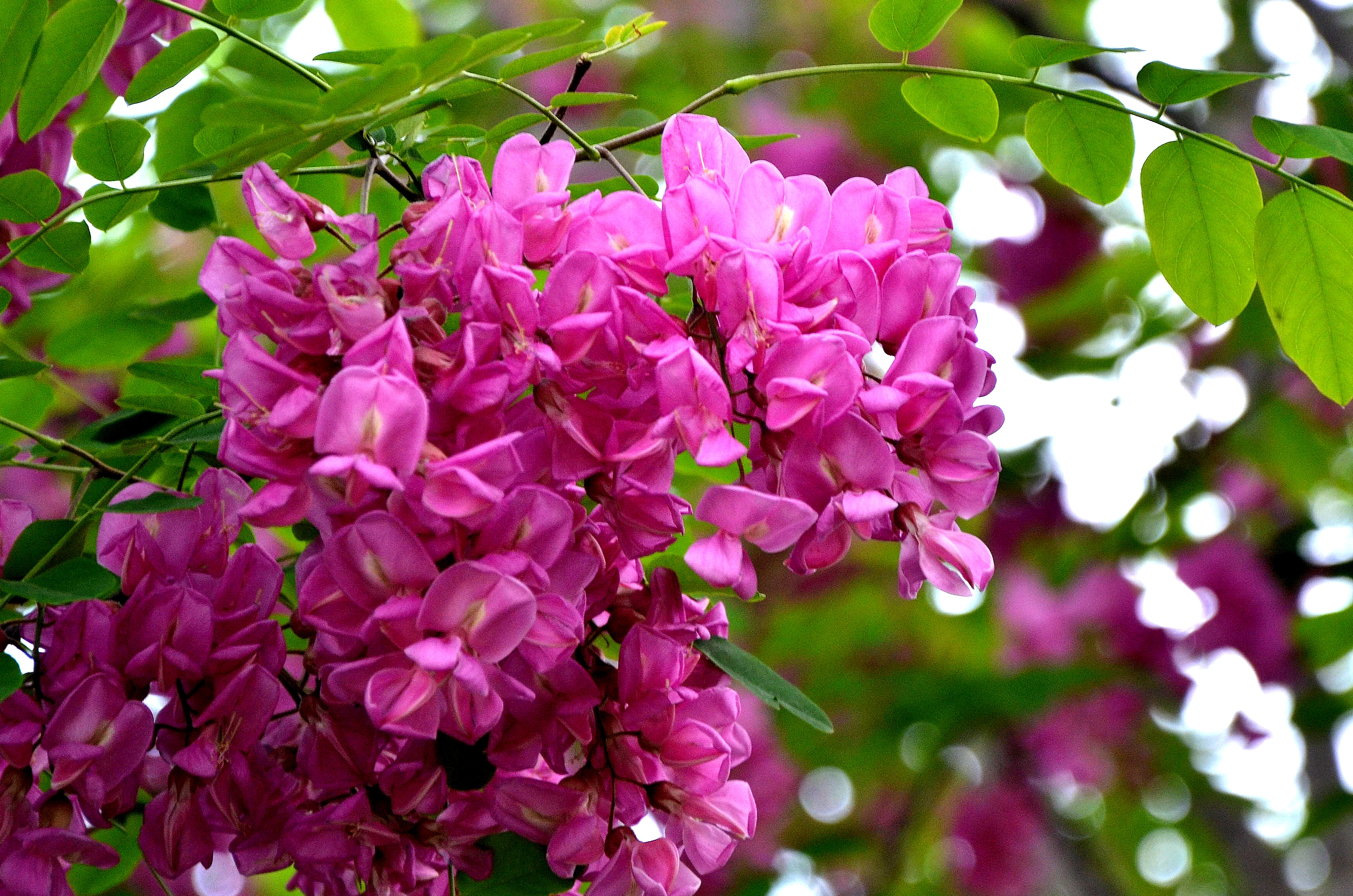 如果你路过西郊,有幽香沁入心脾,那定是从红光公园飘来的槐花香