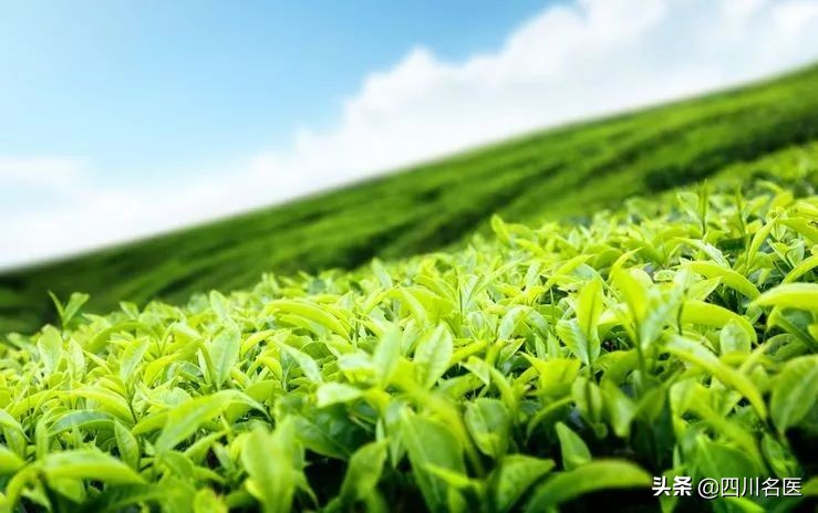 最新研究:一周4杯茶,或降低死亡风险!效果最好的茶竟然是…