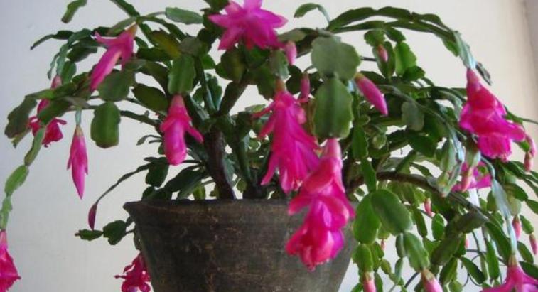 新手养花必须知道的技巧,简单实用低成本自制养花肥料