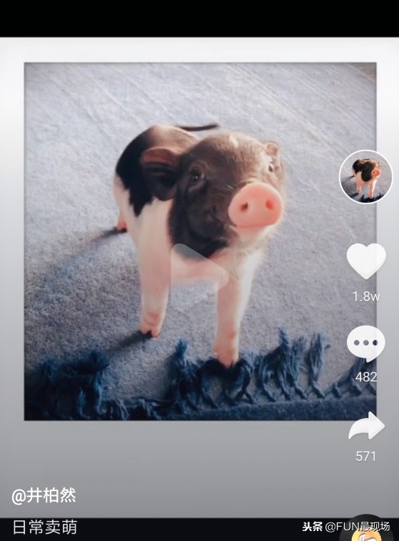 井柏然抖音小猪,井柏然给白敬亭送小猪佩奇