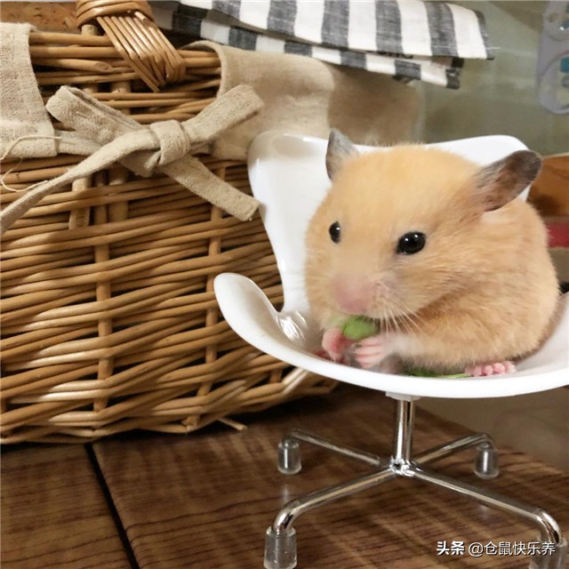 如果仓鼠不吃饭该怎么办,仓鼠不吃饭只吃零食怎么办