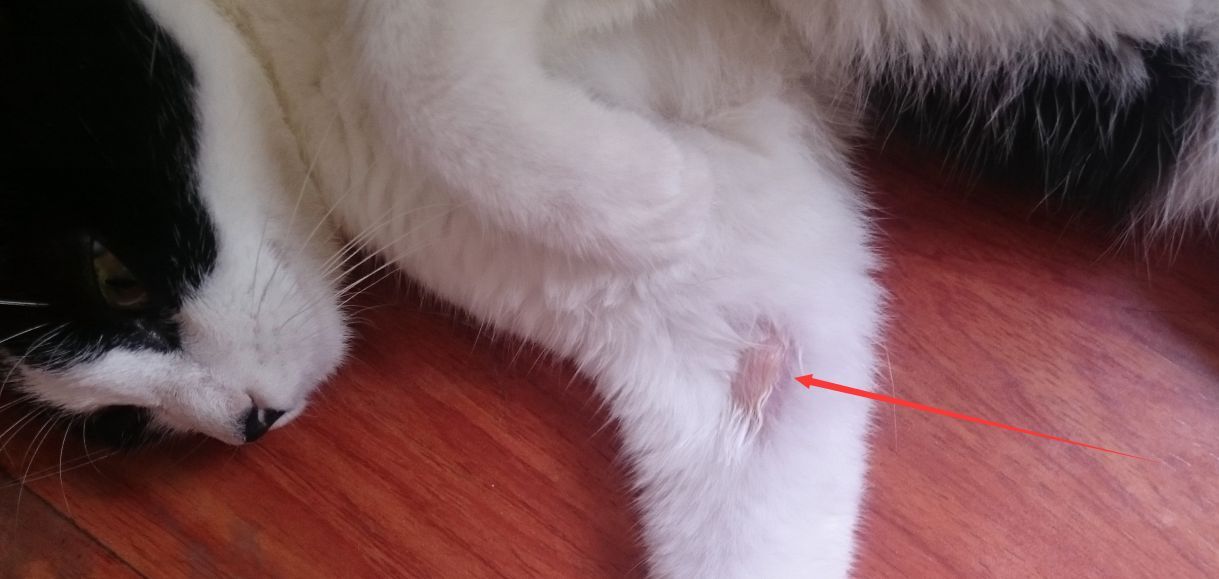 人得了猫癣怎么防止它越长越多 (猫病猫藓)