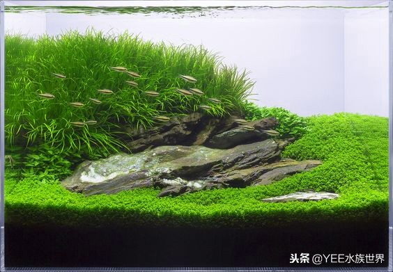 性价比高的鱼缸尺寸,60的鱼缸选高一点的还是矮一点的