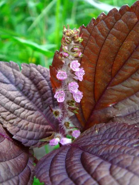 中药炒紫苏子的功效与作用是什么,紫苏子是中药吗