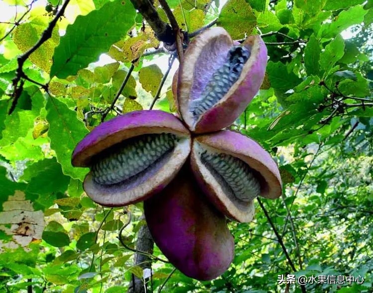 国内好吃的热带水果有哪些,小众水果推荐