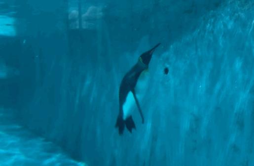 开年特惠仅需89.9元，畅游小梅沙海洋世界门票，,快抢啊!