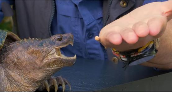 被乌龟咬住该如何挣脱,被乌龟咬住不松口的办法