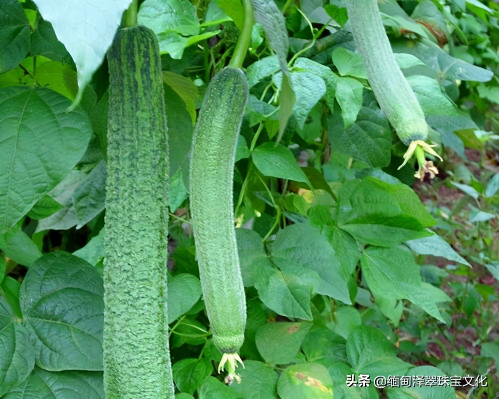 翡翠颜色的细节分类详解,翡翠帝王绿玉髓图片大全