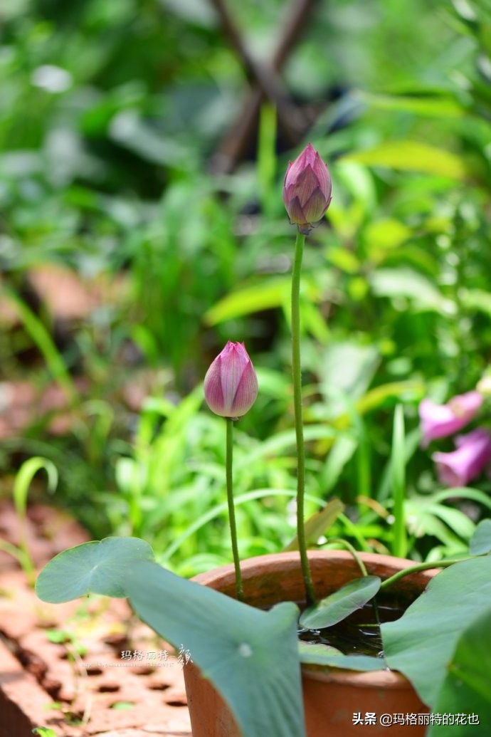 我的碗莲种子,碗莲的种植方法新手必看