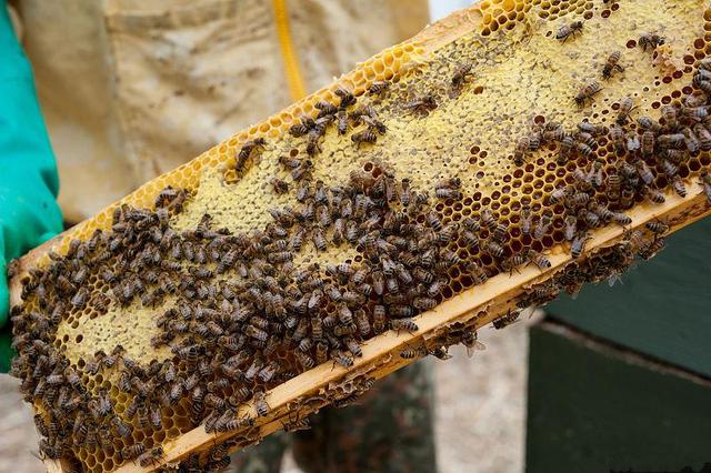 繁殖期蜜蜂蜇人的防治方法,蜜蜂太凶一靠近就蜇人的解决方法