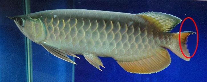 龙鱼疾病治疗视频,龙鱼常见病100种