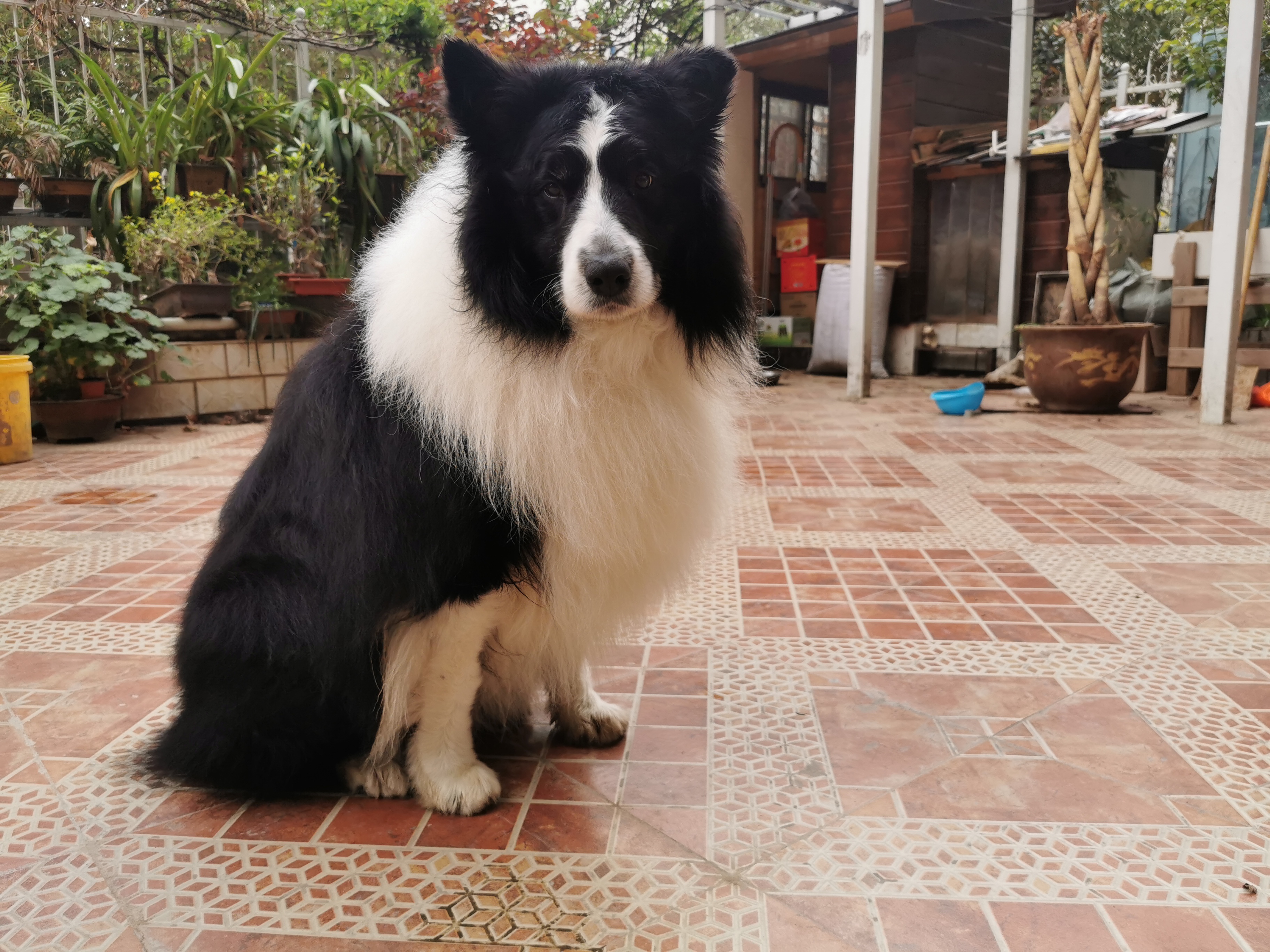 狗狗丢失找回技巧,狗狗丢失后如何尽快找回