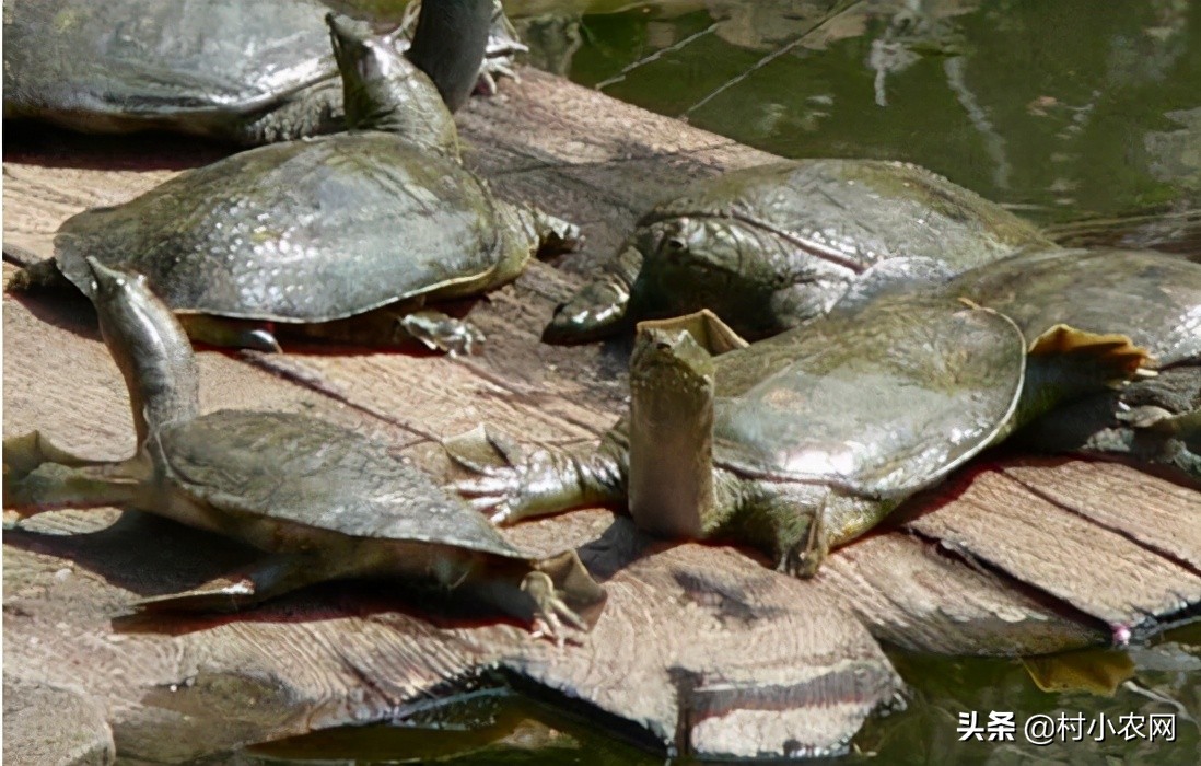 返乡创业养殖黑山羊经历,适合农村创业养殖的6个项目