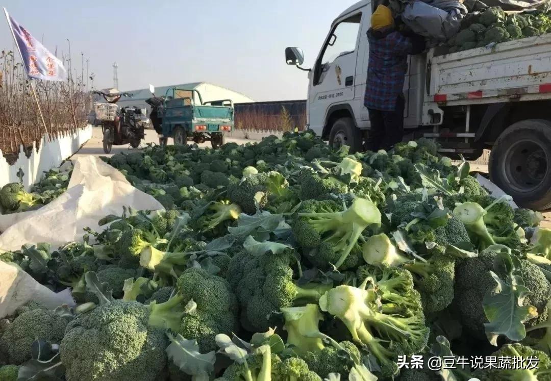2019年水果滞销,2019年今年哪些蔬菜滞销